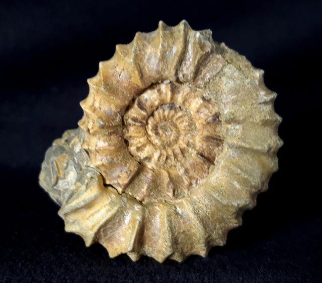 Pavlovia pavlovi (MICHALSKY 1890) - Bild &copy; FossNet FossilienStore